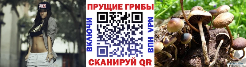 площадка как зайти  Кизилюрт  Галлюциногенные грибы GOLDEN TEACHER  наркота 